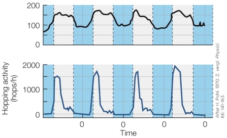 Refer to the figure shown. According to this figure, the light‒dark cycle _______ the physiological rhythms.
