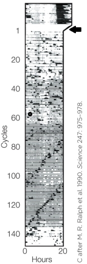Refer to the figure shown. Which statement about the result of the experimental procedure indicated by the arrow in the figure is the most accurate?