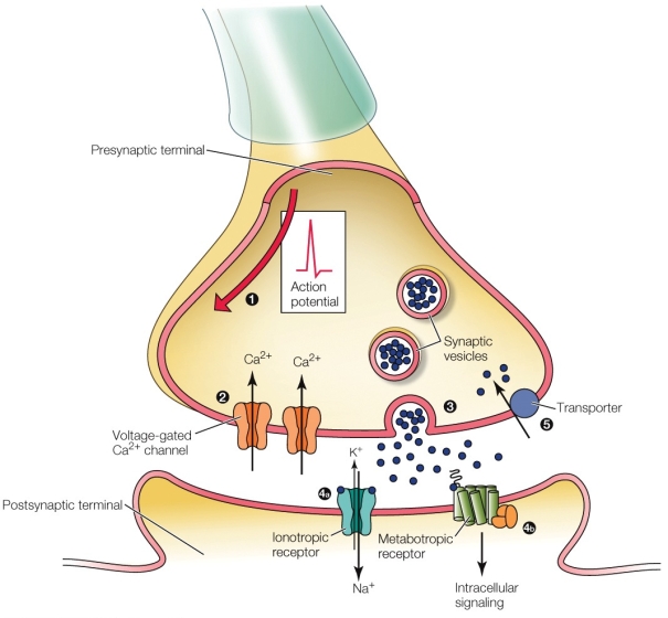 <strong>Refer to the figure shown. What is occurring at point 4a?</strong> A) Depolarization B) Hyperpolarization C) An action potential D) Muscle contraction