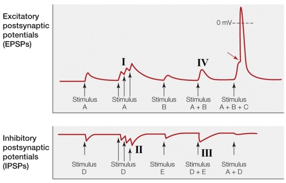 <strong>Refer to the figure shown. Where is hyperpolarizing spatial summation occurring?</strong> A) I B) II C) III D) IV