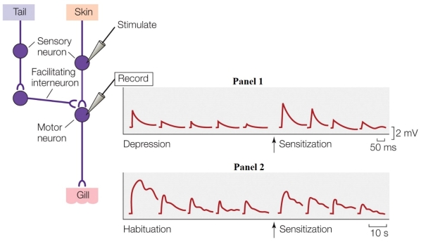 Refer to the figure shown. The primary site of behavioral plasticity is at the _______ synapse.