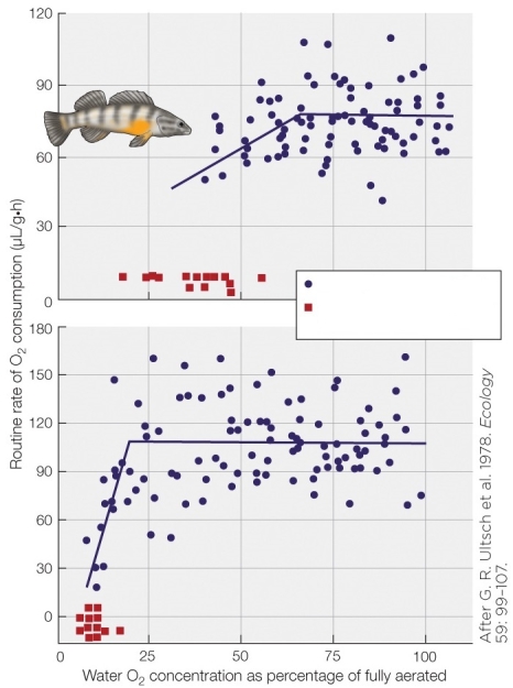 Refer to the figure showing regulation and conformity in two species of related fish. Which graph represents the species better able to cope with hypoxic water?