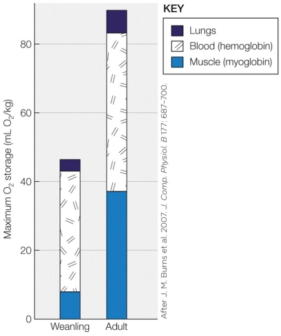 <strong>Refer to the figure shown. According to the figure, which statement regarding the lung data collected about hooded seals is the most accurate?</strong> A) The amount of O<sub>2</sub> storage in the lung decreases during development. B) The amount of O<sub>2</sub> storage per kg of body mass changes the least during development. C) Lung mass does not increase during development. D) Lung volume does not change during development.