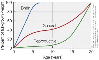 Refer to the figure shown. According to the figure, which human organ(s) develop(s) the quickest?