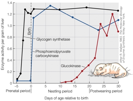 <strong>Refer to the figure shown. According to the data in the figure, when is the rat's blood glucose regulation fully functional?</strong> A) At birth B) Within a week following birth C) By day 20 D) After day 24