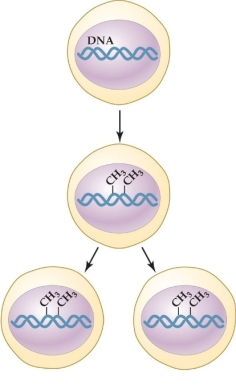 <strong>Refer to the figure shown. What process is shown in the figure?</strong> A) Epigenetic marking B) Genotypic plasticity C) Histone methylation D) Genomic imprinting