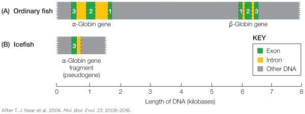 <strong>Refer to the figure shown. The genes on the figure are aligned based on</strong> A) homologous sequences. B) a matching of intron sequences. C) gene function. D) the beginning sequence on the chromosome.