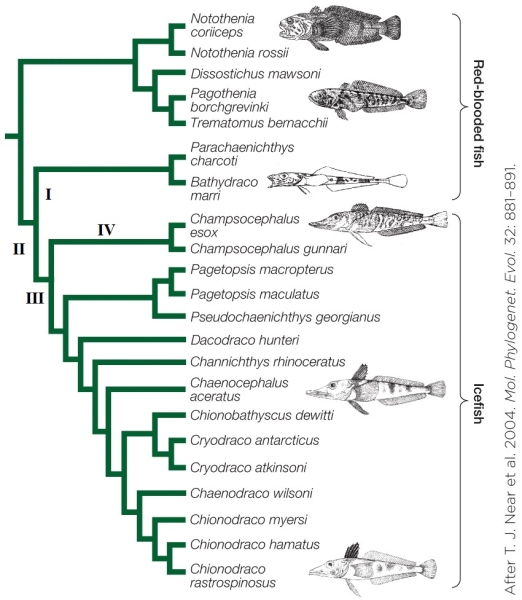 <strong>Refer to the figure shown. Which statement about the figure is true?</strong> A) It shows when icefish diverged from red-blooded fish. B) It shows the phylogeny of teleost fish outgroups and their relatedness to icefish. C) It shows an evolutionary tree of 22 species of related Antarctic fish. D) It shows the relatedness of Antarctic fish that use antifreeze proteins.