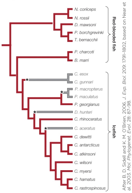 <strong>Refer to the figure shown. This phylogenetic was tree constructed on the basis of</strong> A) bone morphology. B) similarities of mitochondrial DNA. C) sequences of the hemoglobin genes. D) sequences of antifreeze genes.
