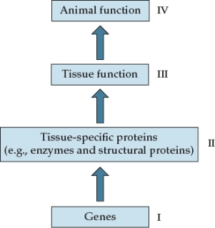 <strong>Refer to the figure shown. In terms of the labels in the figure, the classic experimental approach begins with</strong> A) a survey of substances at II. B) the sequencing of I. C) an a priori hypothesis regarding III. D) an a priori hypothesis regarding IV.