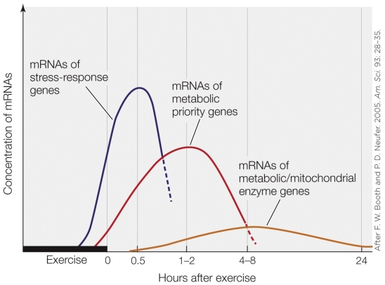 <strong>Refer to the figure shown. Which explanation is the most valid for the low levels of mRNAs of the metabolic/mitochondrial enzyme genes shown in the figure?</strong> A) These genes are not as important as the other two categories in response to exercise. B) These mRNAs cannot be detected as easily as those of the other two categories. C) There are fewer genes producing this set of mRNAs compared to those producing the other two categories. D) Although the mRNAs are produced in small quantities, their half-lives are long.