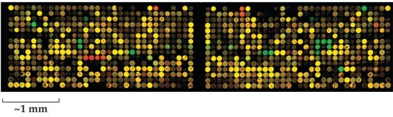 <strong>Refer to the figure shown. Which statement about the figure is true?</strong> A) It represents the output of a genomic analysis. B) It shows a two-species genomic analysis. C) It is a proteomic output. D) It is the output of a microarray.