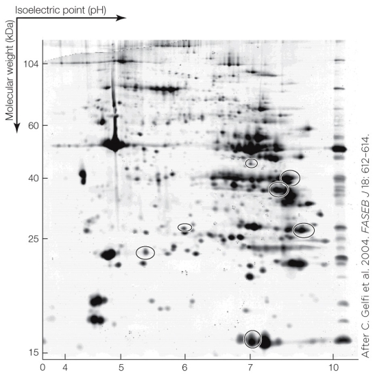 <strong>Refer to the figure shown. Which statement about the figure is true?</strong> A) It shows a two-species genomic analysis. B) It shows a two-species environmental response at the protein level. C) It shows the separation of proteins by a gel. D) It is the output of a microarray.