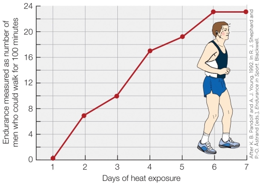 <strong>Refer to the figure shown. What type of physiological response does the figure refer to?</strong> A) Chronic response B) Acute response C) Evolutionary response D) Developmental response