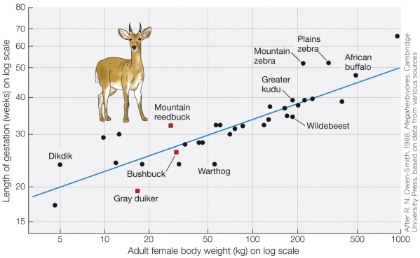 <strong>Refer to the figure shown. According to the figure, what is the expected gestation period of a warthog?</strong> A) 20 weeks B) 24 weeks C) 30 weeks D) 55 weeks