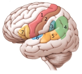 <strong>Refer to the figure. Which choice correctly describes the path of information when speaking a heard word based on the connectionist model of aphasia?</strong> A) 6, 5, 7, 1 B) 4, 5, 7, 1 C) 1, 7, 6, 5 D) 3, 6, 5, 7