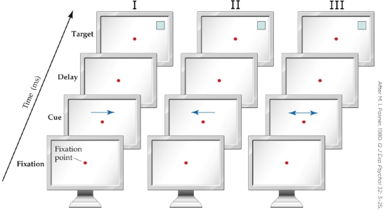 <strong>Refer to the figure. Which choice accurately pairs correctly labeled conditions in the figure with the subject's reaction time?</strong> A) I: Valid, 235 ms; II: Invalid, 300 ms; III: Neutral, 265 ms B) I: Valid, 235 μs; II: Invalid, 300 μs; III: Neutral, 265 μs C) I: Invalid, 300 ms; II: Valid, 235 ms; III: Neutral, 265 ms D) I: Neutral, 300 ms; II: Invalid, 300 ms; III: Valid, 235 ms