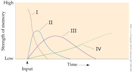 <strong>Refer to the figure. Which answer correctly labels the working memory stage in the figure?</strong> A) I B) II C) III D) IV