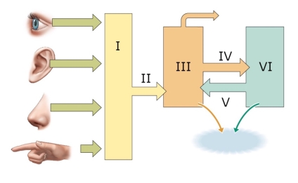 <strong>Refer to the figure. Which answer correctly labels the current model of memory processes?</strong> A) I: Sensory buffers; II: Consolidation; III: STM; IV: Encoding; V: Retrieval; VI: LTM B) I: Encoding; II: Working memory; III: STM; IV: Retrieval; V: Consolidation; VI: LTM C) I: Sensory buffers; II: Incoming information; III: STM; IV: Consolidation; V: Retrieval; VI: LTM D) I: Iconic memory; II: Encoding; III: STM; IV: Consolidation; V: Retrieval; VI: LTM