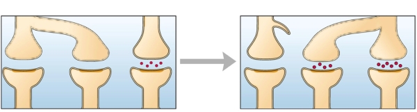 <strong>Refer to the figure. What kind of neuronal change is illustrated by the figure?</strong> A) Synapse rearrangement B) Synapse formation C) Interneuron modulation D) Transmitter modification