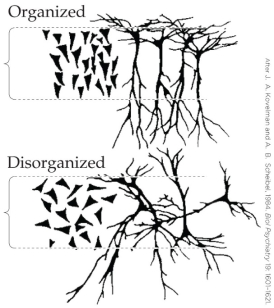 <strong>Refer to the figure. Disarray of hippocampal pyramidal cells has been found in</strong> A) individuals with panic disorder. B) individuals who have committed suicide. C) individuals with schizophrenia. D) individual who abuse drugs.