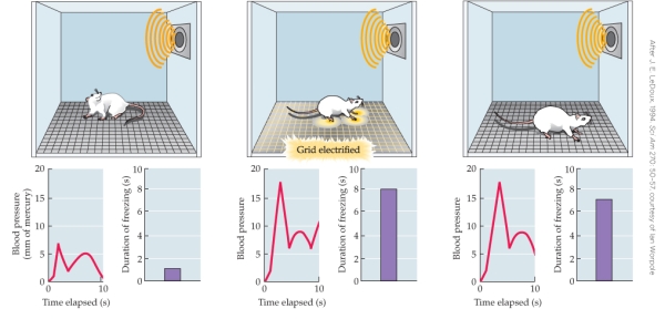 <strong>Refer to the figure.   This sequence of images and graphs illustrates the phenomenon of</strong> A) decorticate rage. B) fear conditioning. C) brain self-stimulation. D) Klüver-Bucy syndrome. <div style=padding-top: 35px> 