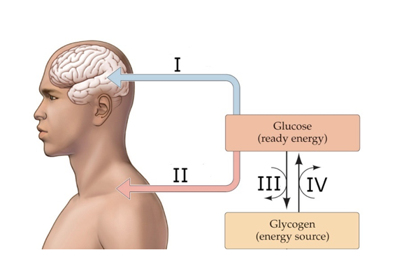 <strong>Refer to the figure.   Which choice correctly labels the figure?</strong> A) I: Insulin required; II: No insulin required; III: Insulin; IV: Glucagon B) I: Insulin required; II: No insulin required; III: Glucagon; IV: Insulin C) I: No insulin required; II: Insulin required; III: Glucagon; IV: Insulin D) I: No insulin required; II: Insulin required; III: Insulin; IV: Glucagon <div style=padding-top: 35px> 
