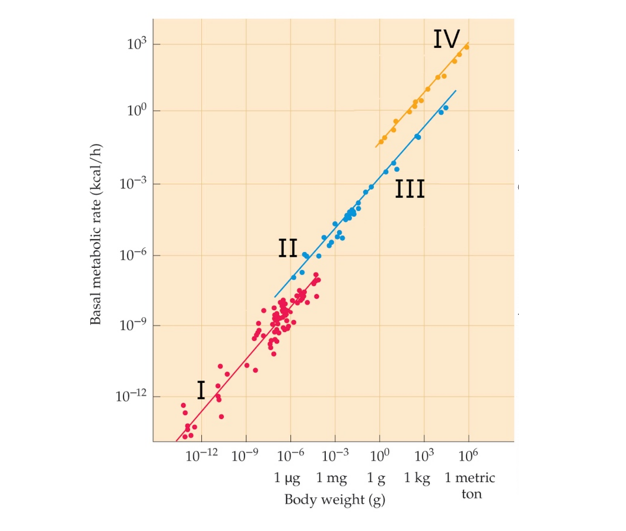<strong>Refer to the figure.   A herpetologist discovers a new species of gecko. If this new species' metabolism was evaluated, where would you expect it to appear on the graph?</strong> A) I B) II C) III D) IV <div style=padding-top: 35px> 
