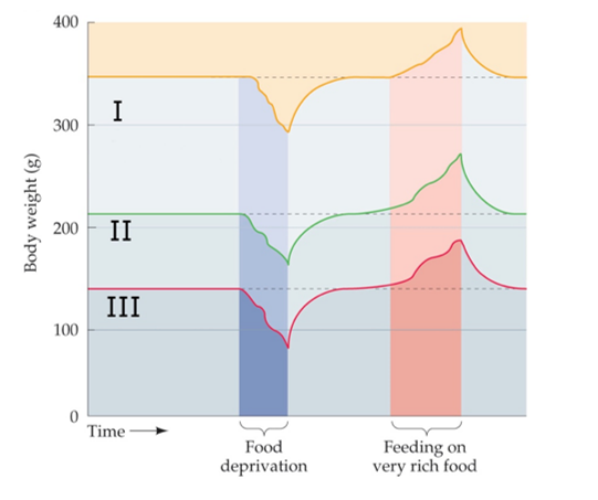 <strong>Refer to the figure, which shows changes in body weight in rats following hypothalamic lesioning.   Which answer accurately labels the data represented in the figure?</strong> A) I: Recovered VMH-lesion; II: Normal, untreated; III: Recovered lateral hypothalamus-lesion B) I: Normal, untreated; II: Recovered VMH-lesion; III: Recovered lateral hypothalamus-lesion C) I: Recovered lateral hypothalamus-lesion; II: Normal, untreated; III: Recovered VMH-lesion D) I: Recovered VMH-lesion; II: Normal, untreated; III: Normal, untreated <div style=padding-top: 35px> 