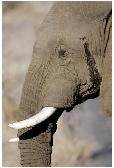 <strong>Refer to the figure.   Which statement most accurately describes the animal in this figure?</strong> A) A male elephant in a refractory phase following copulation B) A female elephant indicating her fertility to male elephants C) A male elephant sending chemical signals to both other males and females D) A juvenile male elephant indicating the approach of sexual maturity <div style=padding-top: 35px> 