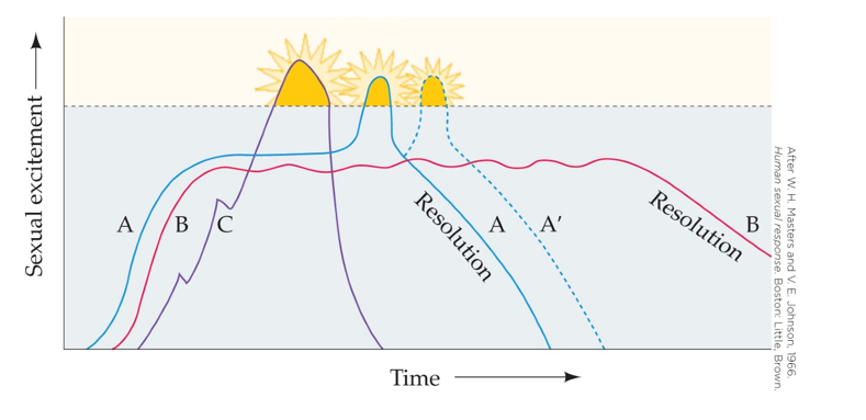 <strong>Refer to the figure.   This graph most likely represents the</strong> A) reponse of rats to exposure to pheromones. B) timeline of sexual differentiation in early development. C) typical sexual response pattern of human females. D) behavior of male elephants during the mating season. <div style=padding-top: 35px> 