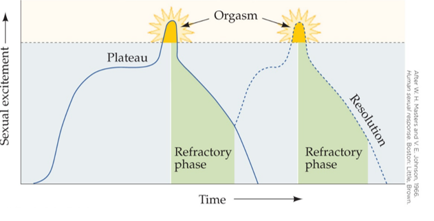 Refer to the figure.   The sexual response pattern illustrated here is typical of a _______.<div style=padding-top: 35px> 