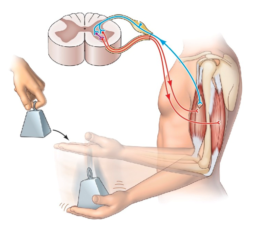 <strong>Refer to the figure. Which statement best describes the process illustrated in the figure?</strong> A) When weight stretches a muscle, excited afferents directly excite the motor neuron of the muscle, and the muscle contracts. B) Information terminating on the spinal interneuron in a stretch reflex facilitates contraction of antagonistic muscles to protect them from injury. C) Interneurons in the stretch reflex inhibit over-contraction of the stretched muscle. D) Spinal reflexes are not modulated by the brain.