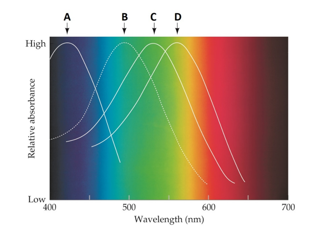 <strong>Which choice correctly labels the figure?  </strong> A) A: S cones; B: Rods; C: M cones; D: L cones B) A: Rods; B: S cones; C: M cones; D: L cones C) A: Rods; B: L cones; C: M cones; D: S cones D) A: M cones; B: Rods; C: S cones; D: L cones <div style=padding-top: 35px> 