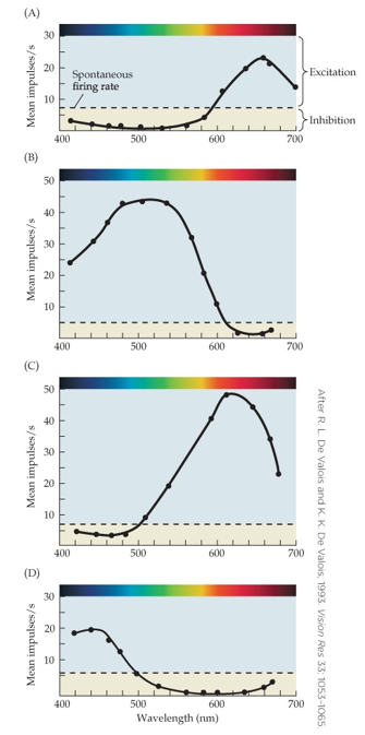 <strong>Refer to the figure.   Which response is typical of a +(L+M)/-S spectrally opponent cell?</strong> A) Graph a B) Graph b C) Graph c D) Graph d <div style=padding-top: 35px> 