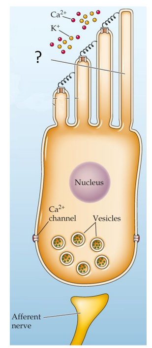 <strong>Refer to the figure.   Which term best identifies the structure labeled with a question mark in the figure?</strong> A) Outer hair cell B) Tip link C) Kinocilium D) Tectorial membrane <div style=padding-top: 35px> 