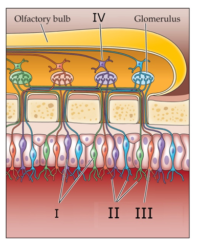 <strong>Refer to the figure.   Which answer provides the correct labels for the olfactory bulb in the figure?</strong> A) I: Olfactory receptor cells; II: Olfactory cilia; III: Dendritic knob; IV: Mitral cell B) I: Olfactory cilia; II: Olfactory receptor cells; III: Dendritic knob; IV: Mitral cell C) I: Olfactory receptor cells; II: Dendritic knobs; III: Olfactory cilium; IV: Mitral cell D) I: Dendritic knobs; II: Olfactory cilia; III: Mitral cell; IV: Olfactory receptor cell <div style=padding-top: 35px> 