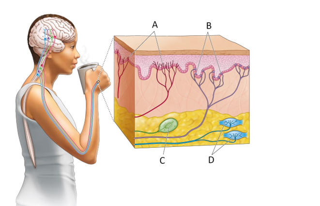 <strong>Refer to the figure. Which letter indicates the location of a receptor that would provide the signal to this person that she is holding a mug in her hand?</strong> A) A B) B C) C D) D