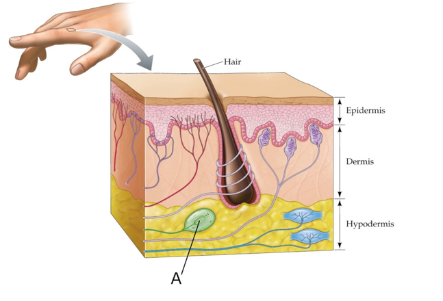 <strong>Refer to the figure. What is the receptor labeled A on this figure, and what type of senses are detected by this receptor?</strong> A) Ruffini's endings; stretch B) Ruffini's endings; vibration C) Pacinian corpuscle; vibration D) Pacinian corpuscle; stretch