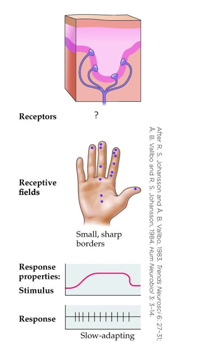 <strong>Refer to the figure. This figure shows _______, which are involved with _______ touch.</strong> A) Meissner's corpuscles; light B) Ruffini's ending; fine C) Merkel's discs; fine D) Pacinian corpuscles; vague