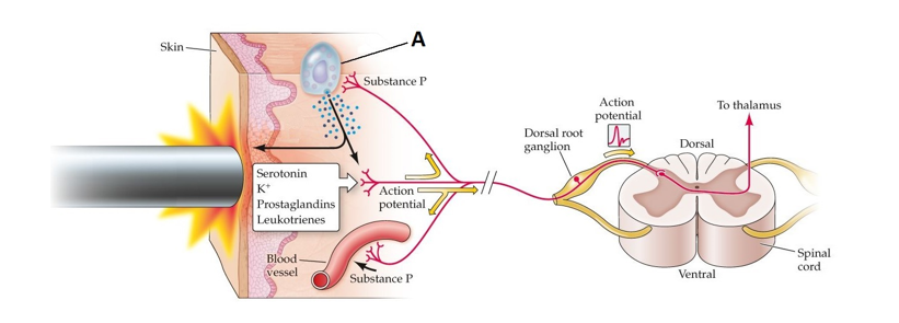 <strong>Refer to the figure. What is the name of the cell indicated by the label A? What chemical is secreted by this cell at the site of a skin injury?</strong> A) Mast cell; histamine B) Mast cell; glutamate C) Ganglion; histamine D) Ganglion; glutamate