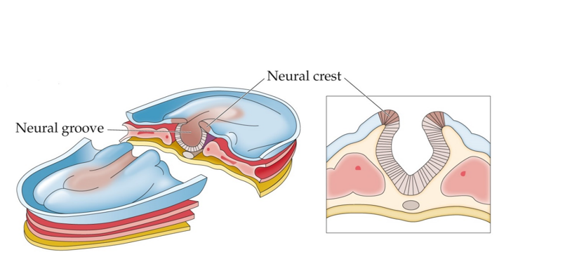 <strong>Refer to the figure. About how old is this embryo, assuming normal development, based on the figure?</strong> A) 18 days B) 20 days C) 22 days D) 24 days