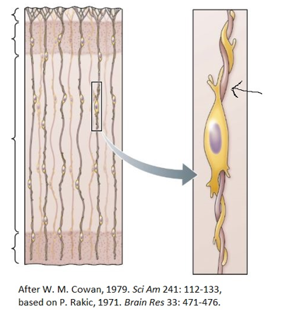 <strong>Refer to the figure. In the process of cell migration, what is the structure indicated by the arrow?</strong> A) A radial glial cell B) A migrating neuron C) The ventricular zone D) The marginal zone