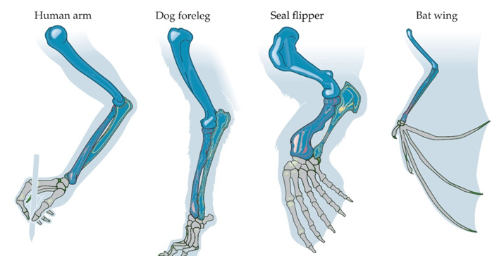 Refer to the figure. The similarity among the dark colored bones in the figure is known as