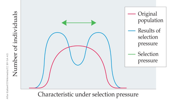 Refer to the figure. What kind of selection is illustrated in the graph?