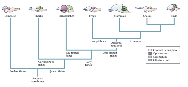 Refer to the figure. Which statement regarding comparisons among brains can be concluded from the figure?