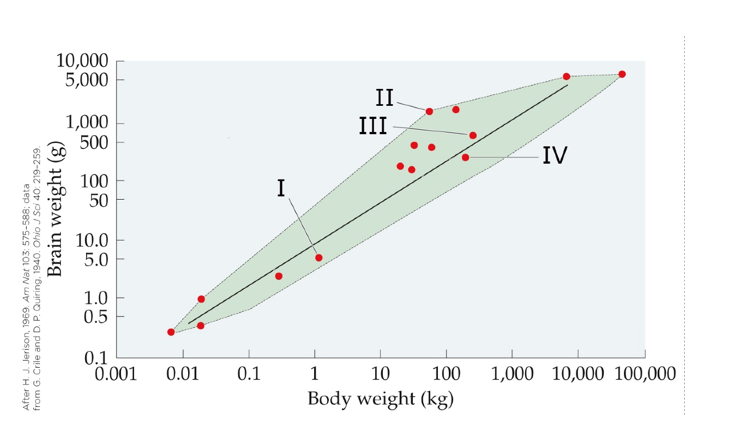 Refer to the figure.   Which location on the graph is most likely to represent orangutans?