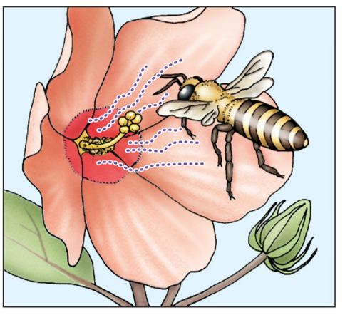 <strong>Refer to the figure. The dotted lines in this figure represent</strong> A) nectar. B) pheromones. C) pollen. D) allomones.