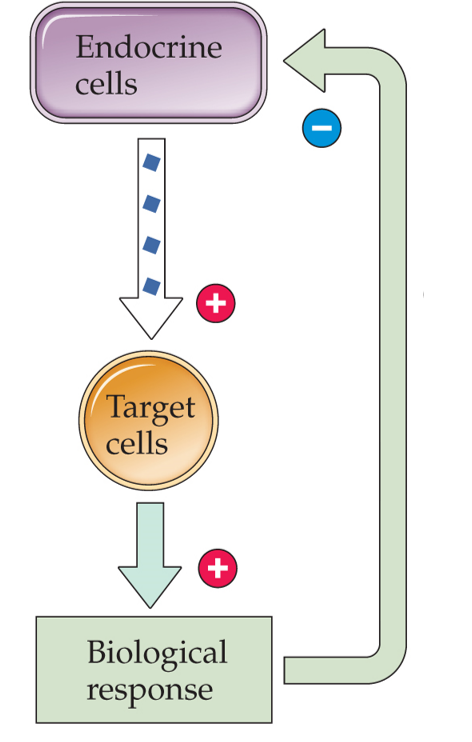 <strong>Refer to the figure. The sequence illustrated here is best described as a</strong> A) nongenomic effect. B) second messenger system. C) negative feedback loop. D) neuromodulation.