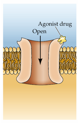 <strong>Refer to the figure.   The agonist drug shown here is classified as a _______ ligand.</strong> A) exogenous B) endogenous C) excitatory D) competitive <div style=padding-top: 35px> 